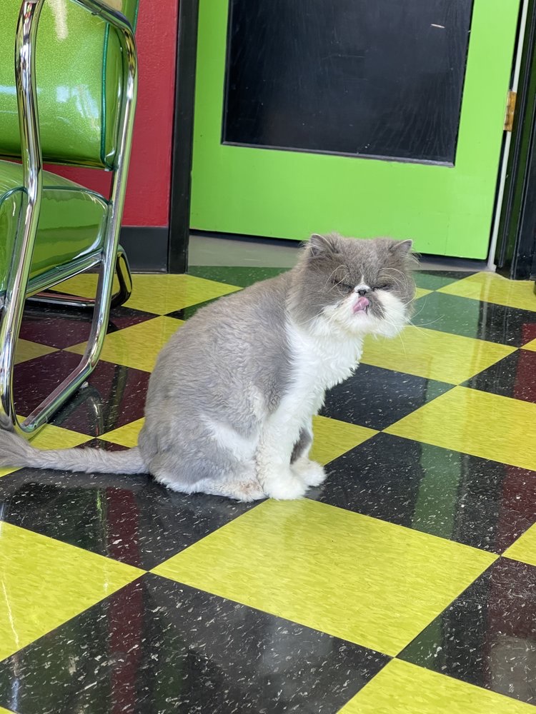Nicholas the shop cat sitting on Mac's green and black checkerboard floor